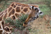 Giraffe : 2014 Uganda